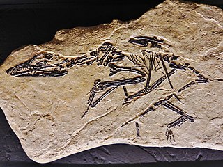 <i>Preondactylus</i> Genus of preondactylian pterosaur from the Late Triassic