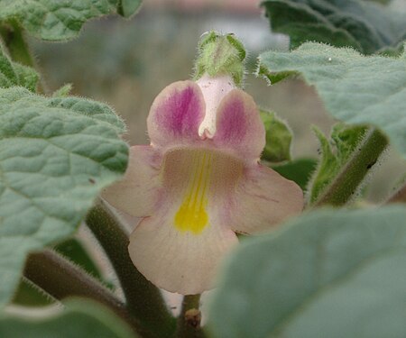 Tập_tin:Proboscidea_parviflora_flower1.jpg