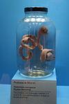 Proboscis Worm (Parborlasia corrugatus) - Sant Ocean Hall at the Smithsonian's National Museum of Natural History.jpg