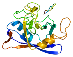 Протеин PPIB PDB 1cyn.png