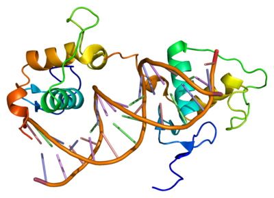 Retinoic acid receptor beta