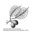 Prunus negra. 
 JPG