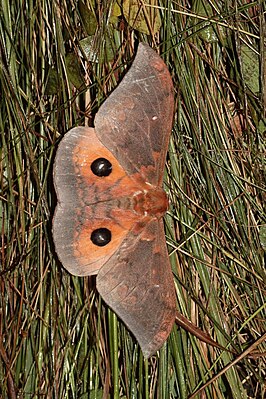 Pseudobunaea tyrrhena