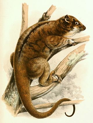 <span class="mw-page-title-main">Plush-coated ringtail possum</span> Species of marsupial