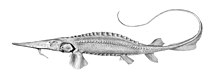 The Syr Darya sturgeon (Pseudoscaphirhynchus fedtschenkoi) was a primitive species of fish possibly driven to extinction by the shrinkage of the Aral Sea.