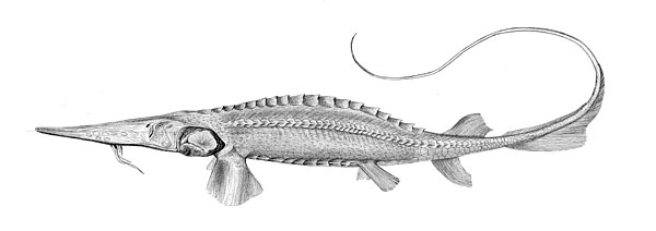 The Syr Darya sturgeon (Pseudoscaphirhynchus fedtschenkoi) was a primitive species of fish possibly driven to extinction by the shrinkage of the Aral 