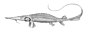 Pseudoscaphirhynchus fedtschenkoi.jpg