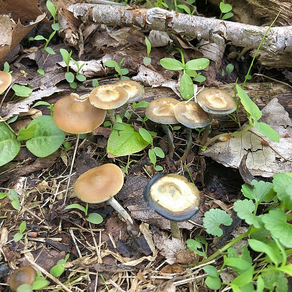 File:Psilocybe ovoideocystidiata 123086594.jpg