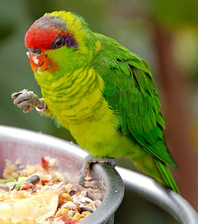 <span class="mw-page-title-main">Iris lorikeet</span> Species of bird