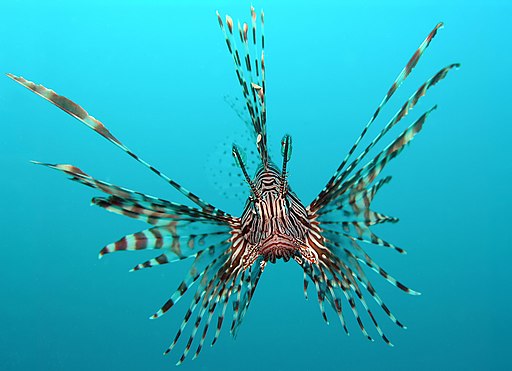 Head-on view of the red lionfish