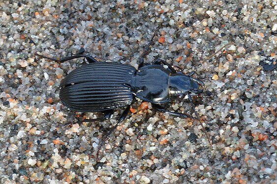 Pterostichus sp.