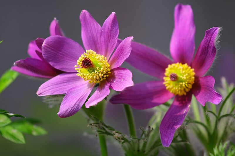 File:Pulsatilla.JPG