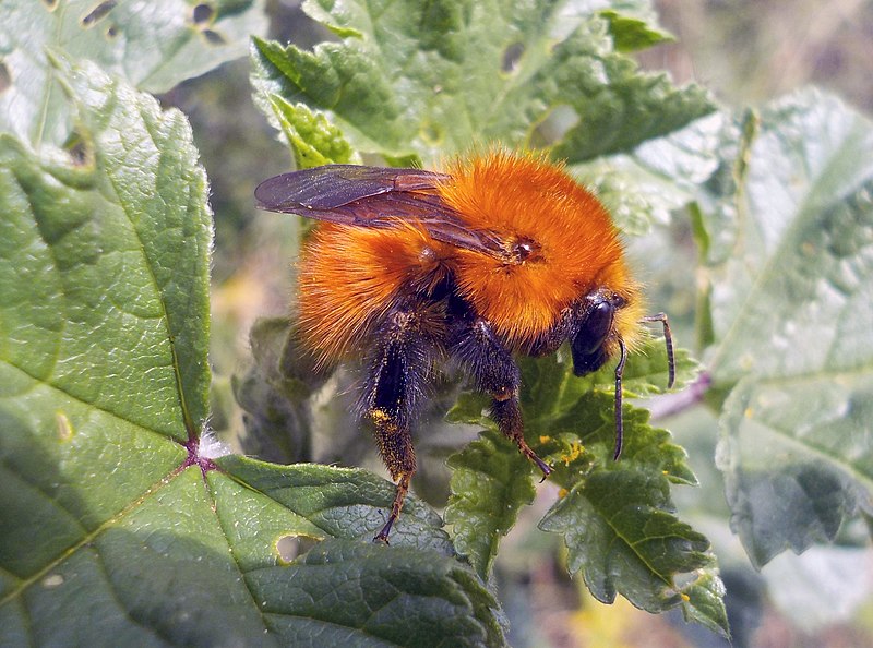 File:Punk bumblebee (Bombus pascuorum).jpg