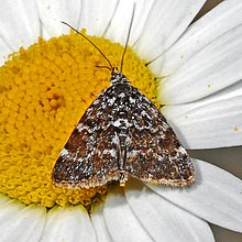 Pyralidae - Orenaia alpestralis.jpg