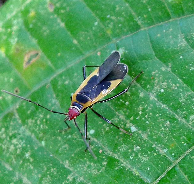 File:Pyrrhocoridae, Dysdercus obscuratus - Flickr - gailhampshire (1).jpg