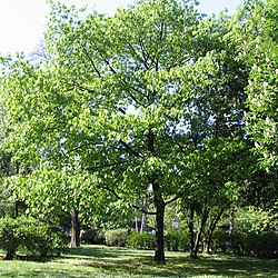 Quercus rubra vozdovacki park.jpg