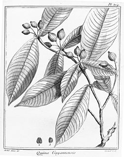 <i>Quiina</i> Genus of plants