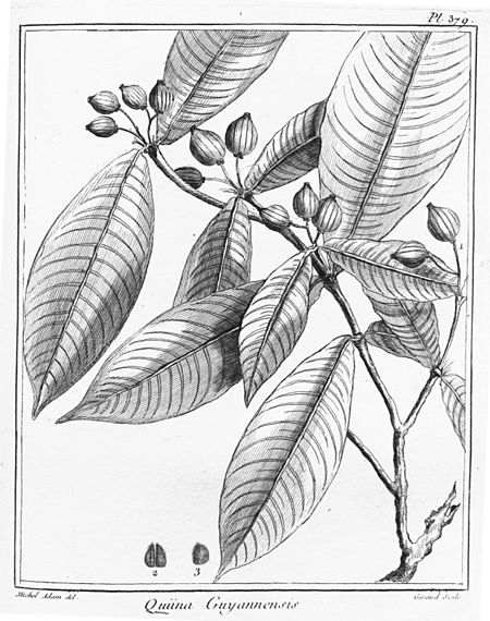 Quiinaceae