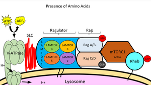 Ragulator-Rag Complex, active Rag-Ragulator Complex, Amino Acids Present.png