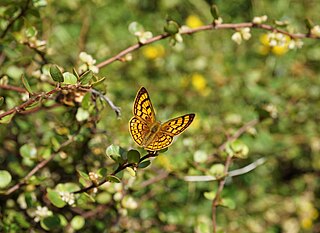 <i>Lycaena rauparaha</i> Species of butterfly