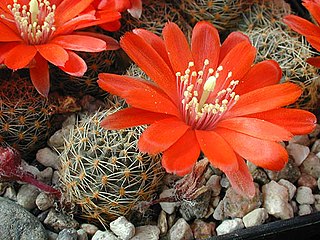 <i>Aylostera pygmaea</i> Species of plant in the genus Rebutia