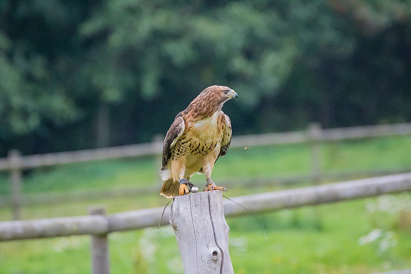 File:Red-tailed Hawk (23273513862).jpg