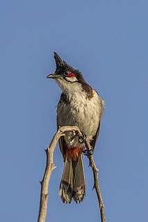 Red-whiskered bulbul (Pycnonotus jocosus)