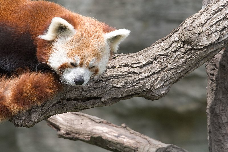 File:Red Panda c.jpg