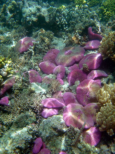 Tập_tin:Reef1203_-_Flickr_-_NOAA_Photo_Library.jpg