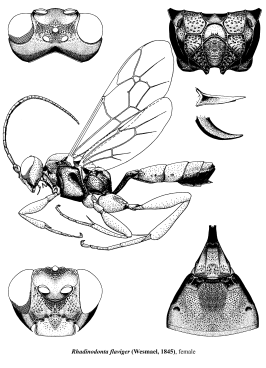 Rhadinodonta flaviger