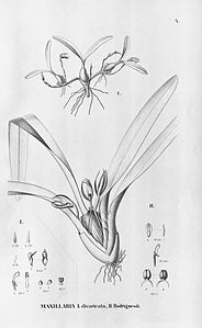 plate 4 Rhetinantha divaricata (as syn. Maxillaria divaricata), Maxillaria rodriguesii