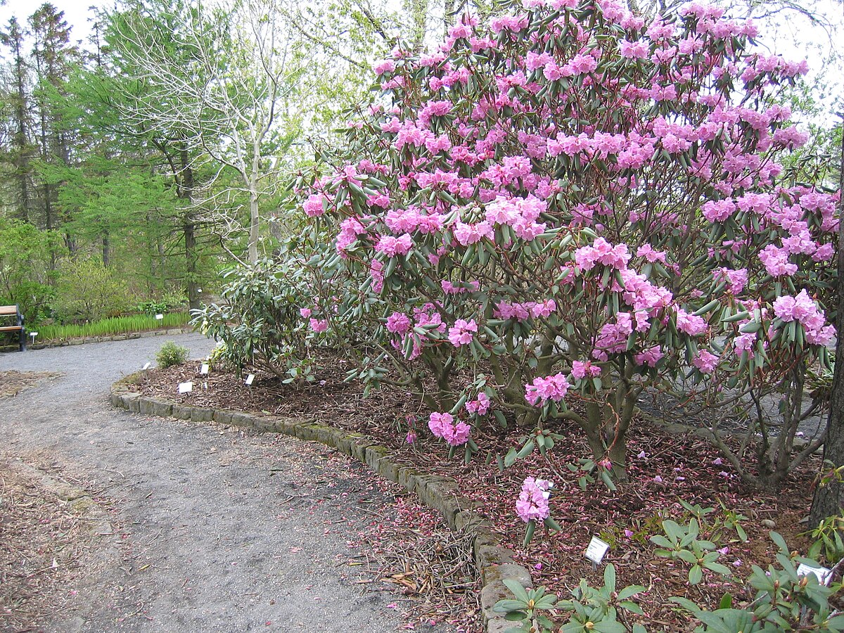 Rhododendron oreodoxa var. Fargesii