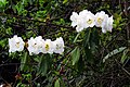 Rhododendron edgeworthii Arunachal AJTJ IMG 7293.jpg
