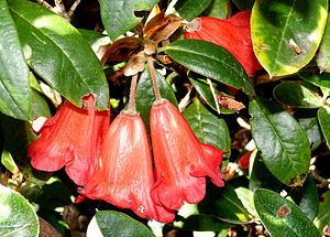 Rhododendren: Beschreibung, Giftigkeit, Verbreitung und Evolution