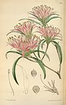 Rododendron linearifolium.jpg