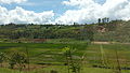 Rice Fields in Rwanda