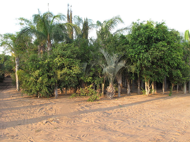 File:Rishpon, mixed tree plantation composition.JPG