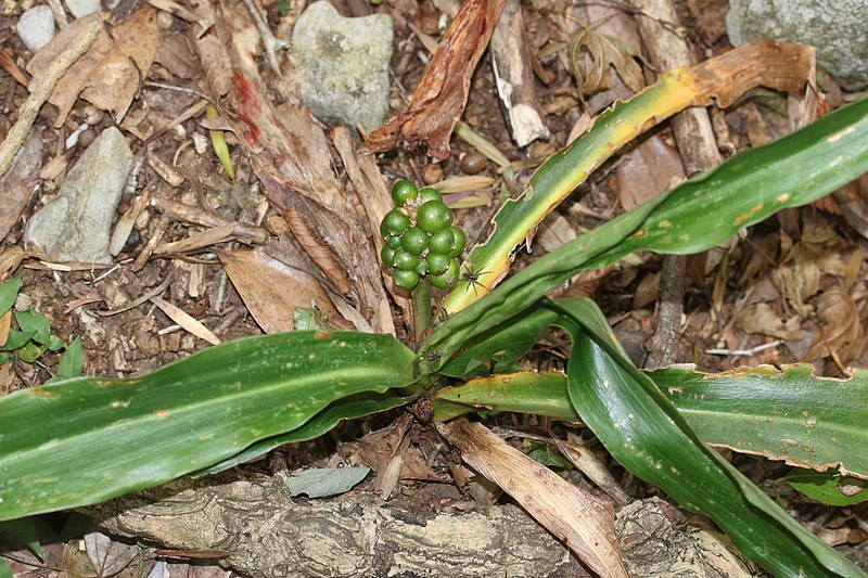 File:Rohdea japonica s2.jpg