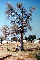 Tree at the village of Harsawa