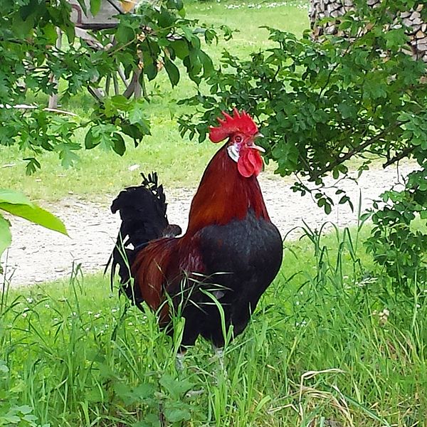 File:Rooster in Fynske Landsby.jpg