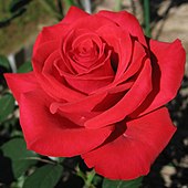 Roses have been associated with male love in both ancient Greece and modern Japan. Rosa Red Chateau01.jpg