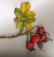 Rugosa Rose hips and autumn leaf