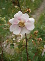 Rosa spinosissima