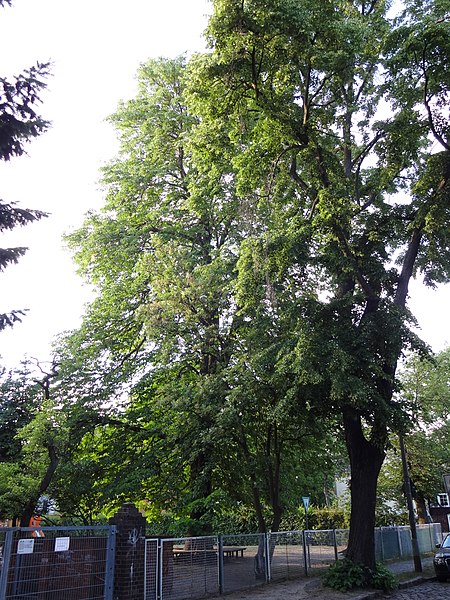 File:Rosskastanie stechlinstraße ehrlichstraße berlin 2018 05 26 (3).jpg