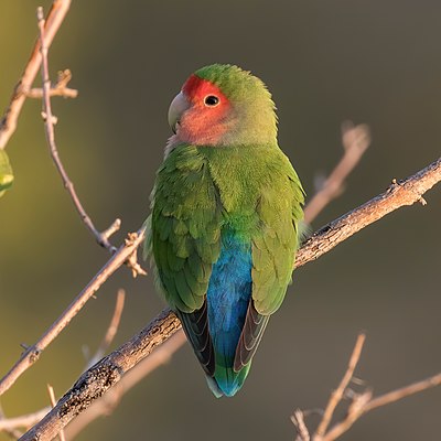 Rosy-faced lovebird (Agapornis roseicollis roseicollis), Erongo, Namibia