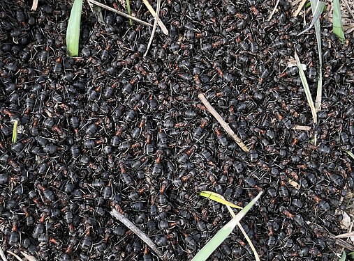 Red wood ants in early spring