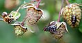 de:Himbeere, Insects visiting growing fruits and blossoms