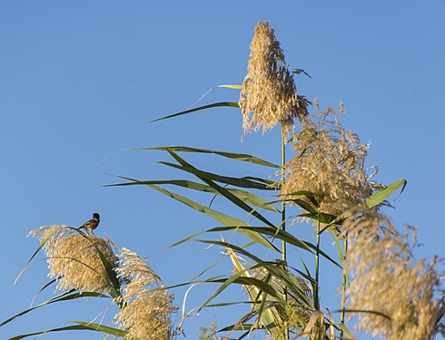 Azraq Wetland Reserve. Photograph: Ahmad Badwan