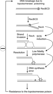 SOS response An error-prone process for repairing damaged microbial DNA.