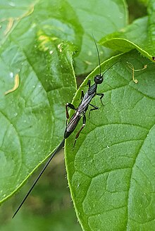 Betina dari spesies Stephanus serrator bertumpu pada daun